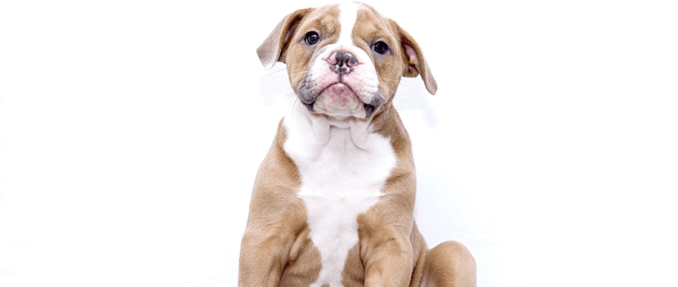 Chien qui se gratte